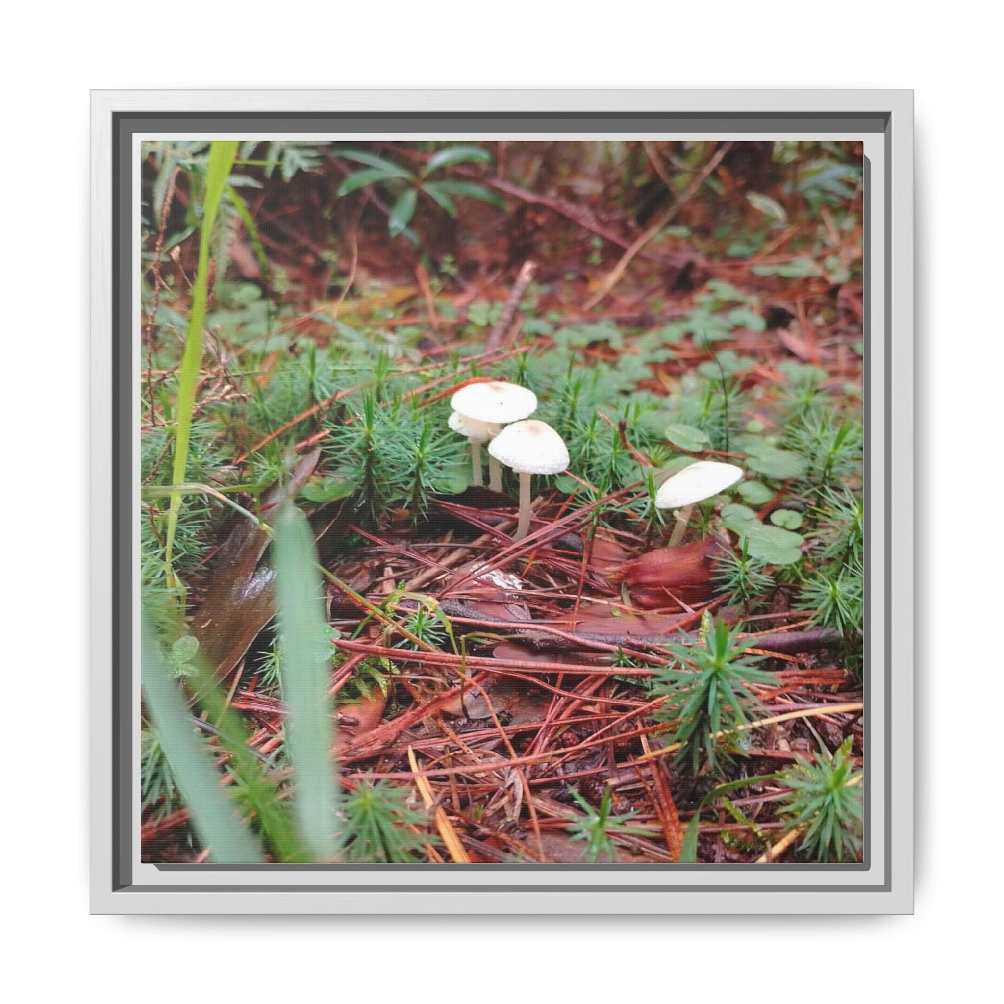WHERE FAE RESIDE Framed Mushroom Forest Canvas Wall Art — Matte Nature Photography Print