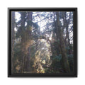 YARRA RANGES Framed Matte Canvas Wall Art — Sunlit Forest Landscape