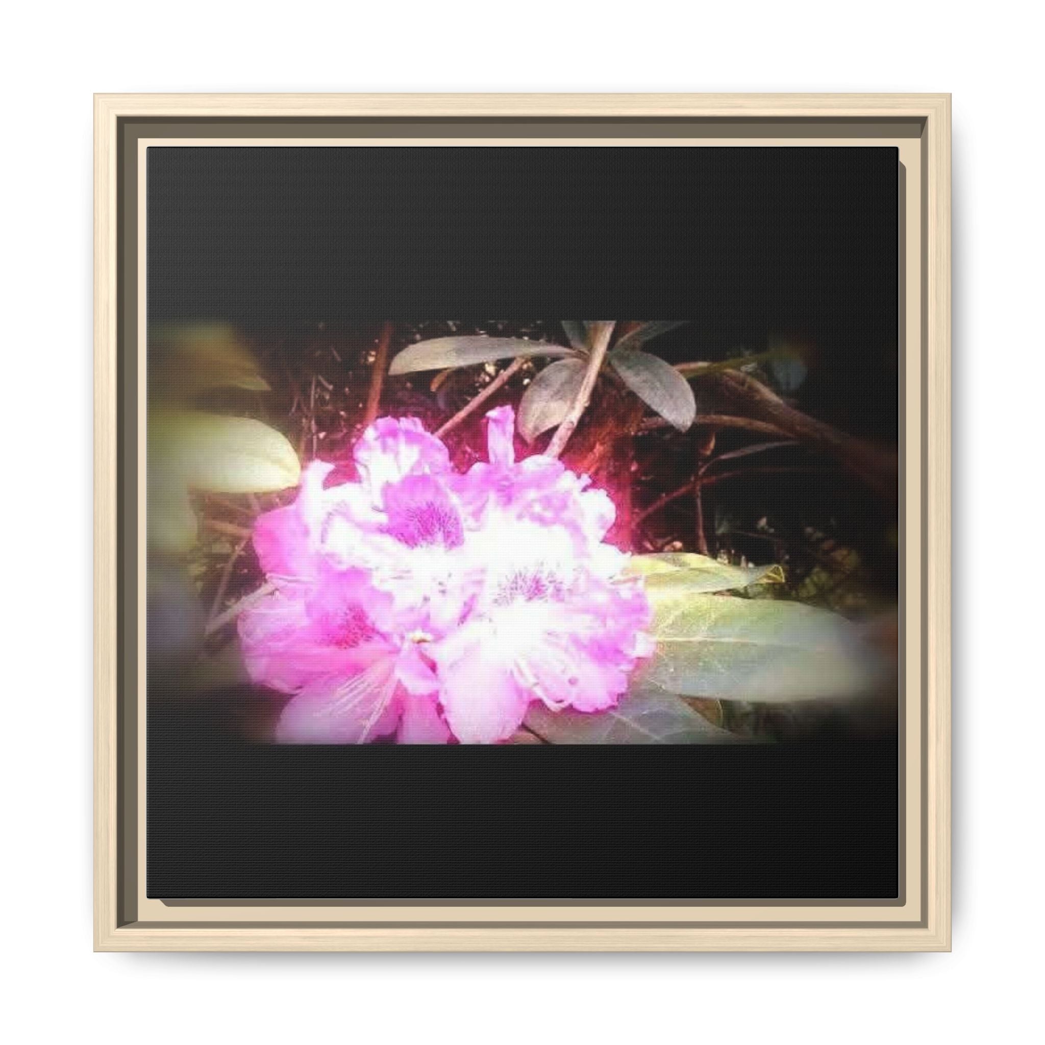 Pink Rhododendron Bloom Framed Canvas Art