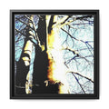SUNLIT TREE TRUNK Matte Framed Canvas — Nature Wall Art